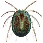 cropped-arrenurus-female-ray-soc