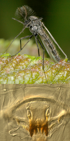 chironomid compilation