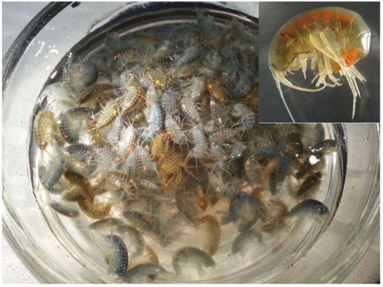 dish of Gammarus and acanthocephalans